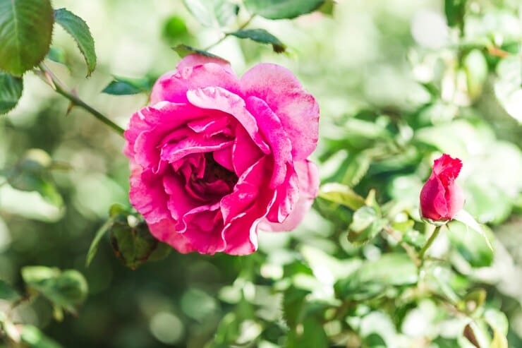 گل محمدی کاشانی نماد گلاب‌ گیری سنتی و عطر ایرانی اصیل